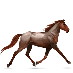 riding horse arabian horse strawberry roan