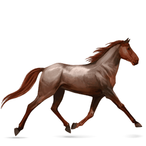 riding horse selle français roan