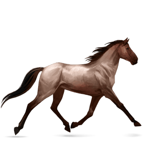 riding horse selle français liver chestnut