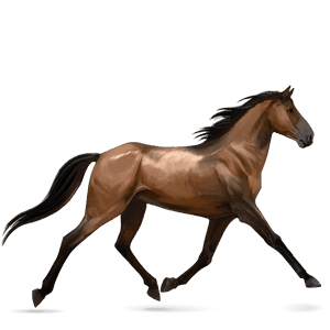 riding horse arabian horse chestnut