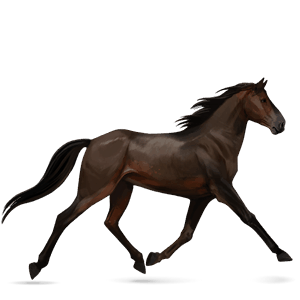 riding horse thoroughbred dark bay