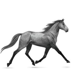 riding horse standardbred dapple gray