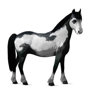 pony black overo