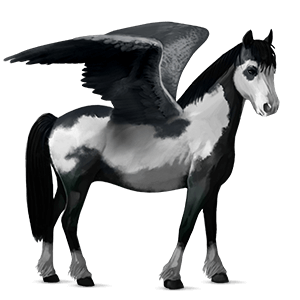 pegasus pony newfoundland pony bay