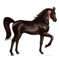 riding horse lusitano black