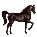 riding horse arabian horse chestnut