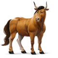 wild horse ox