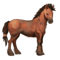 riding horse arabian horse strawberry roan