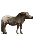 draft horse drum horse black tobiano