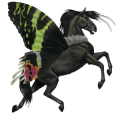 riding horse black