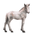 divine horse greyfell   7