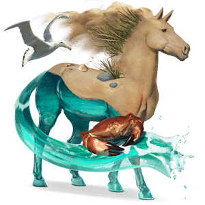 riding horse appaloosa bay snowflake 