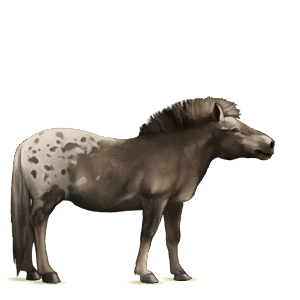 pony fjord brunblakk