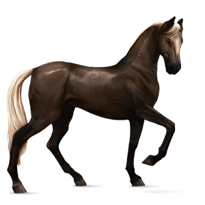 riding horse trakehner bay
