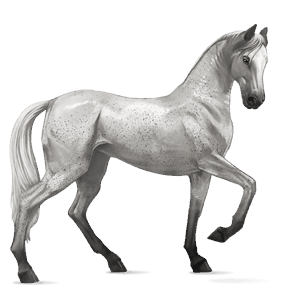 riding horse knabstrupper black leopard 