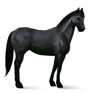 riding horse canadian horse black