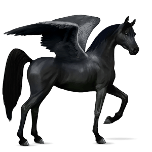 riding pegasus arabian horse black