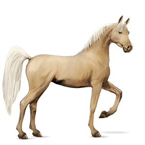 riding horse arabian horse black