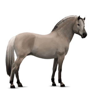 pony welsh dapple gray