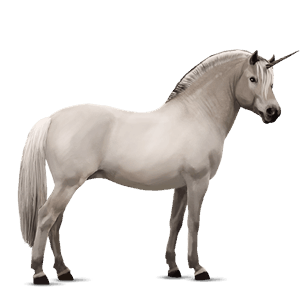 unicorn pony fjord ulsblakk