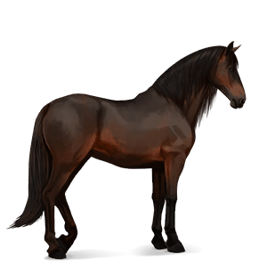 riding horse purebred spanish horse dapple gray