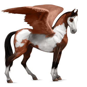 riding pegasus marwari cherry bay overo