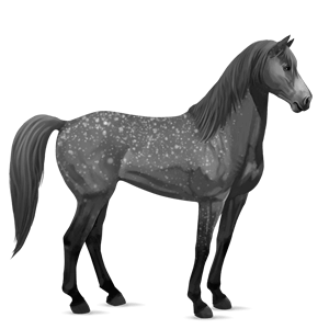 riding horse mustang dapple gray