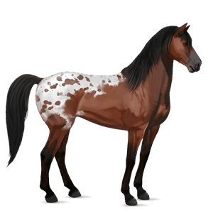 riding horse appaloosa bay spotted blanket 