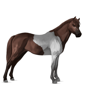 pony welsh palomino