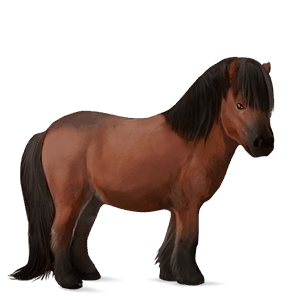 pony shetland flaxen chestnut 