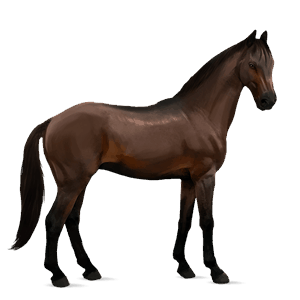 riding horse holsteiner liver chestnut