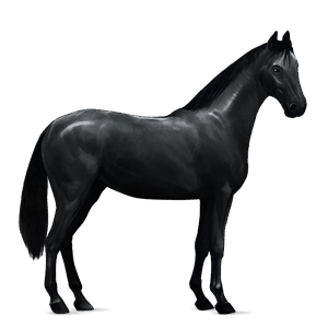 riding horse kwpn flaxen chestnut