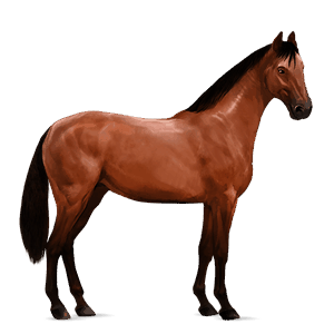 riding horse kwpn bay