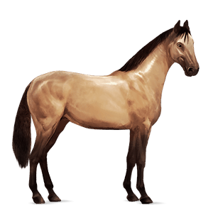 riding horse kwpn chestnut