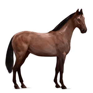 riding horse kwpn dark bay