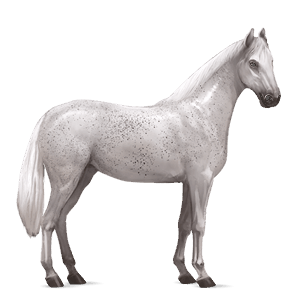 riding horse paint horse black tobiano