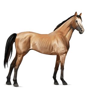 riding horse thoroughbred dapple gray