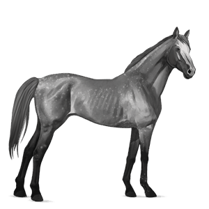 riding horse paint horse dapple gray tobiano