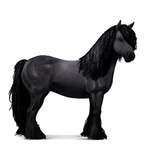 riding horse selle français black
