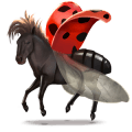 wild horse ladybug