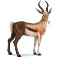 chimerique-gazelle.png