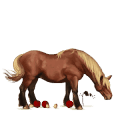 riding horse arabian horse strawberry roan