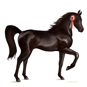riding horse thoroughbred black