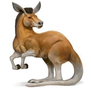 wild horse kangaroo