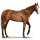 shackleford.png