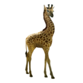 compagnon-  girafe.png