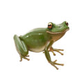 compagnon-grenouille.png