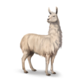 compagnon-lama.png