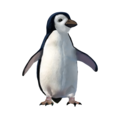 compagnon-  pingouin.png