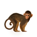 compagnon-  singe.png